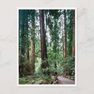 Postal Fotos de viaje de Muir Woods Marin Bay Area