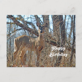 Postal Fotos de Wildlife Deer Woods cumpleaños