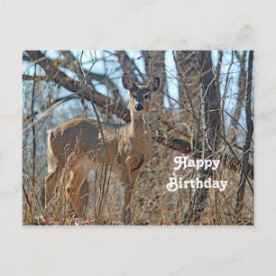 Postal Fotos de Wildlife Deer Woods cumpleaños