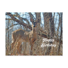 Fotos de Wildlife Deer Woods cumpleaños