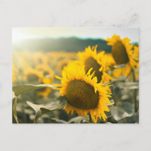 Postal Fotos del mejor girasol del arte amarillo Hardy