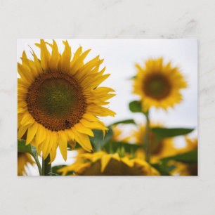 Postal Fotos del mejor girasol del Hardy amarillo