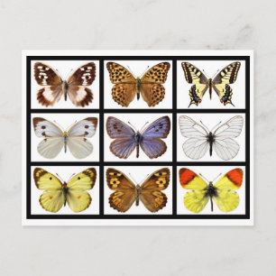 Postal Fotos mosaicas de mariposas