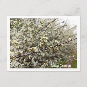 Postal Fotos personalizadas de flores de primavera soñado