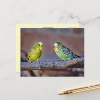 Postal Fotos personalizadas de periquitos verdes y amaril