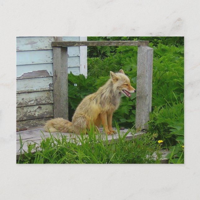 Postal Fox Aleutiana en Unalaska, Alaska (Anverso)