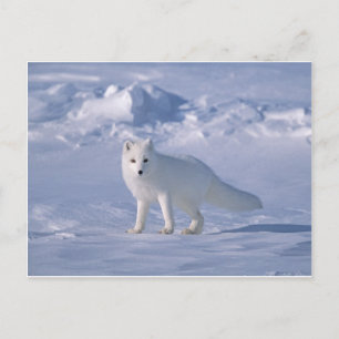 Postal Fox ártica