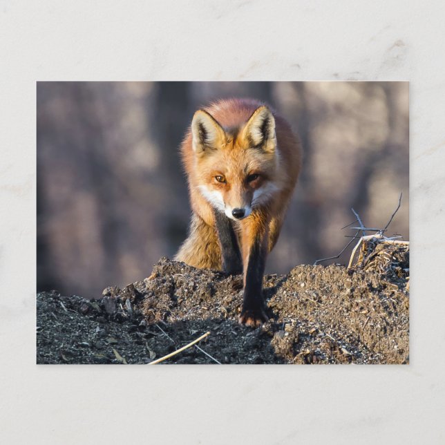 Postal Fox avanzada (Anverso)