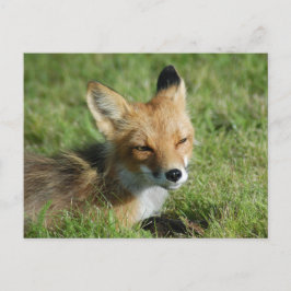 Postal Fox closeup, Brooks Falls Alaska