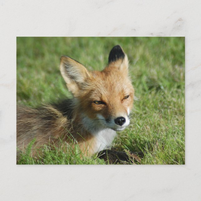 Postal Fox closeup, Brooks Falls Alaska (Anverso)