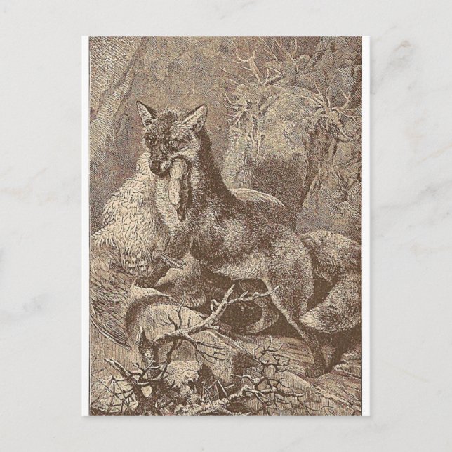 Postal Fox con su matanza (Anverso)
