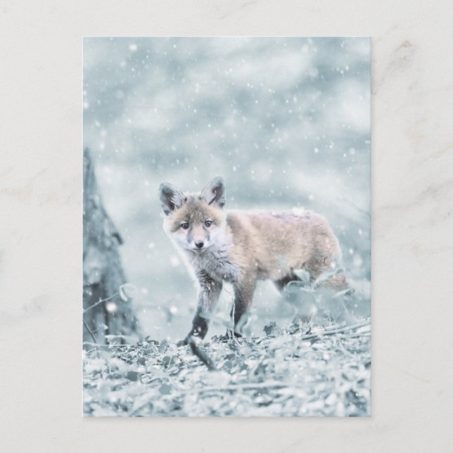 Postal Fox Cub en la nieve (Anverso)