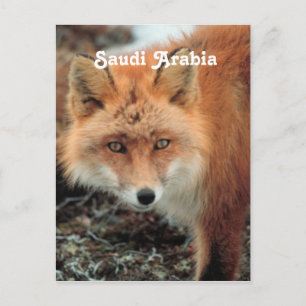 Postal Fox de Arabia Saudita