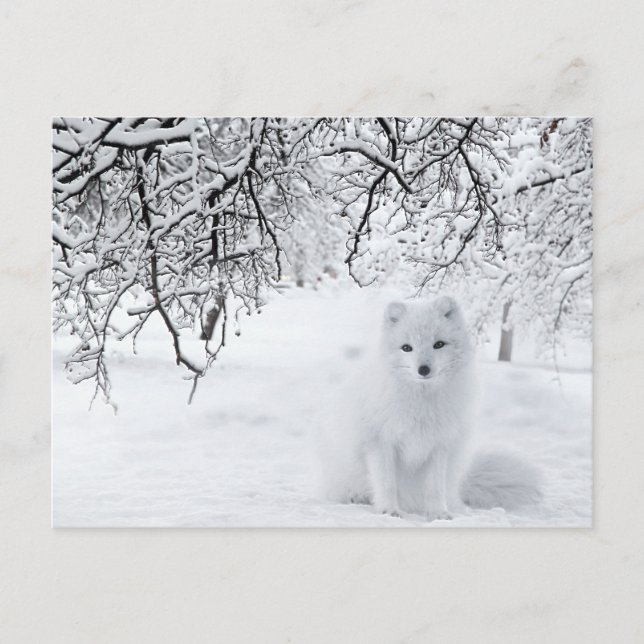 Postal Fox de Nieve en Winter Woods (Anverso)
