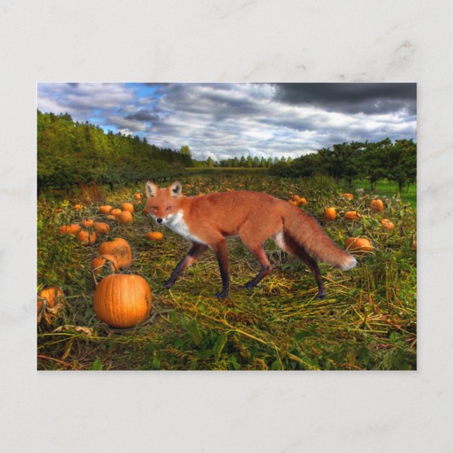 Postal "Fox de Octubre" (Anverso)