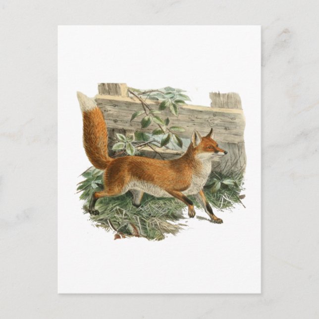 Postal Fox de una cerca (Anverso)