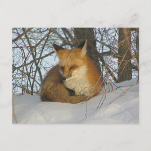 Postal Fox desangrada