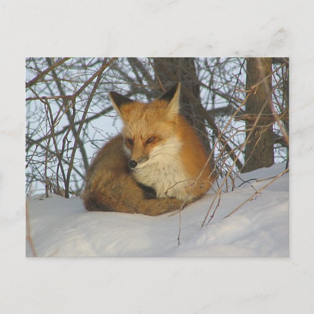 Postal Fox desangrada (Anverso)