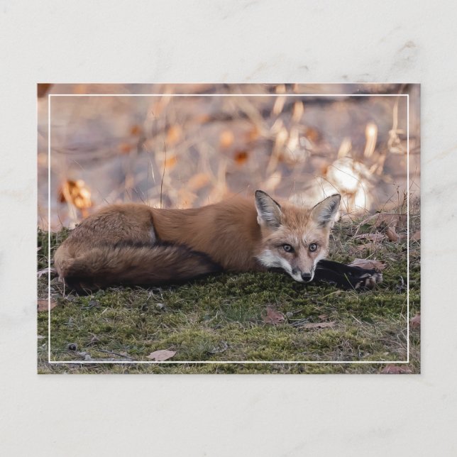 Postal Fox descansando en Moss (Anverso)