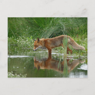 Postal Fox en estanque