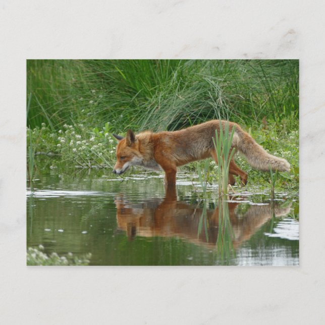 Postal Fox en estanque (Anverso)
