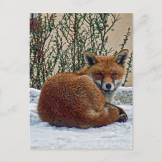 Postal Fox en la nieve