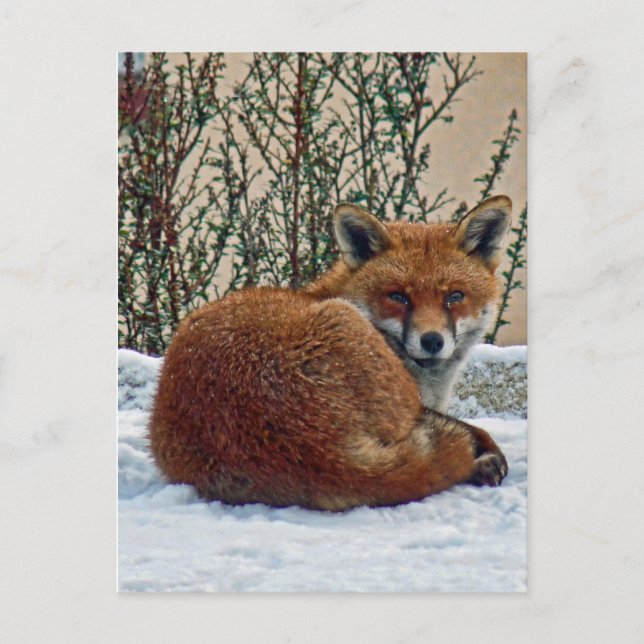 Postal Fox en la nieve (Anverso)