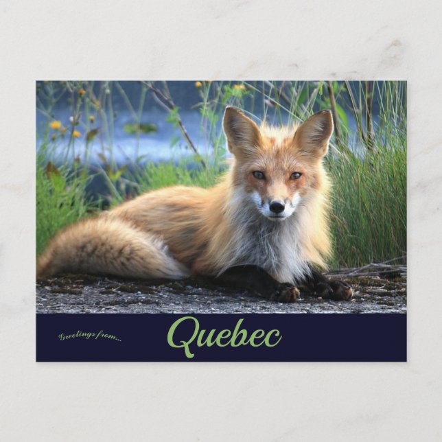 Postal Fox en Percé Quebec Canadá (Anverso)
