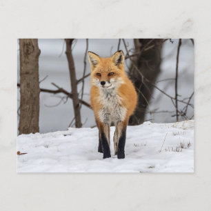 Postal Fox In Snow