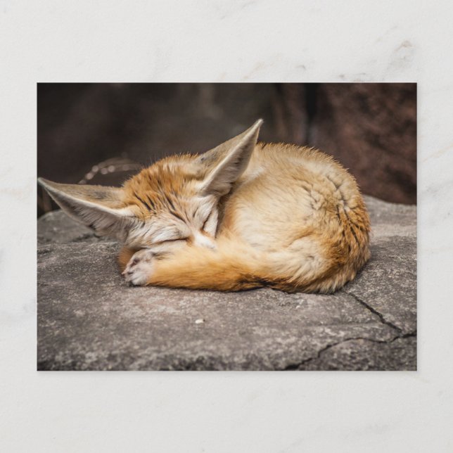 Postal Fox lindo de Fennec (Anverso)