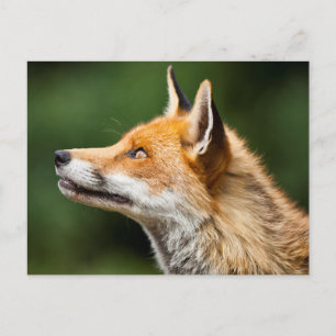 Postal Fox mirando hacia arriba