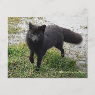 Postal Fox negra en la isla Unalaska