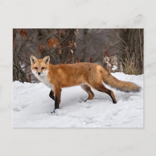 Postal Fox On Snow Photo Print (Anverso)
