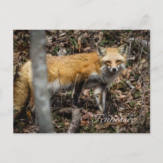 Postal Fox roja (Anverso)