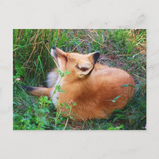 Postal Fox roja (Anverso)