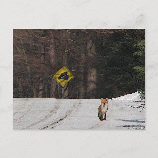 Postal Fox roja en Hilltop (Anverso)