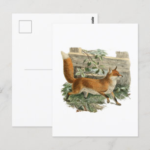 Postal Fox roja en Ilustracion rústico de cabaña