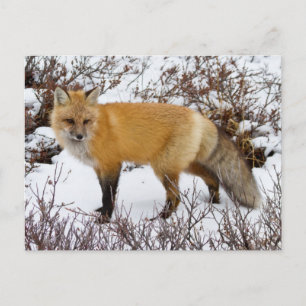 Postal Fox roja en la nieve en invierno