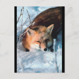 Postal Fox roja en nieve