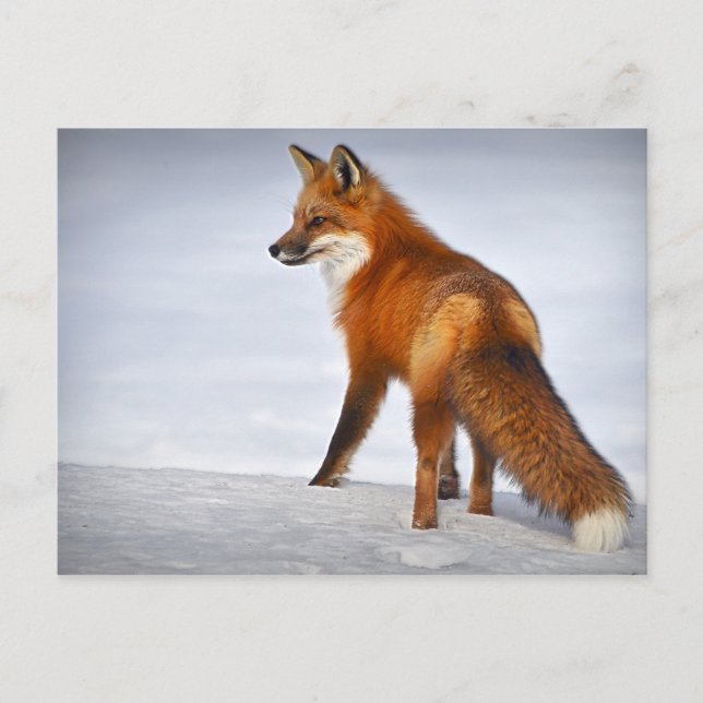 Postal Fox roja en nieve de invierno (Anverso)