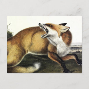 Postal Fox roja estadounidense, Vulpes vulpes fulvus de A