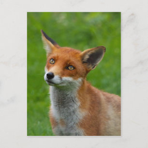 Postal Fox rojo