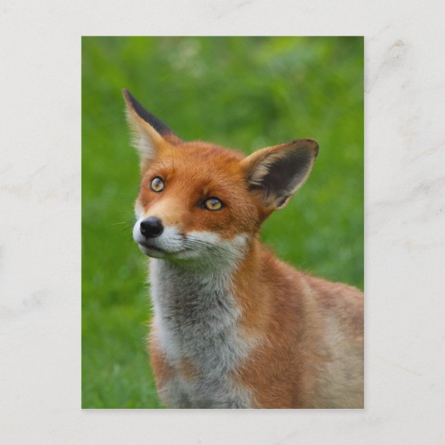 Postal Fox rojo (Anverso)