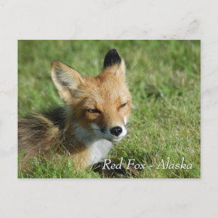 Postal Fox Rojo Alaska