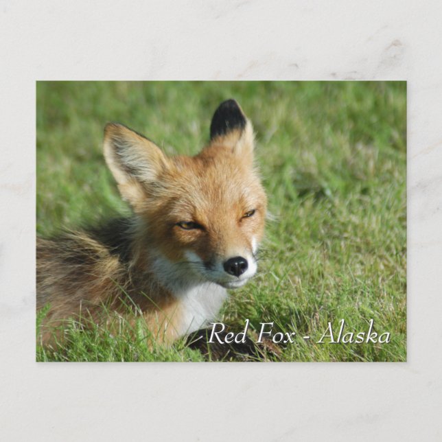 Postal Fox Rojo Alaska (Anverso)