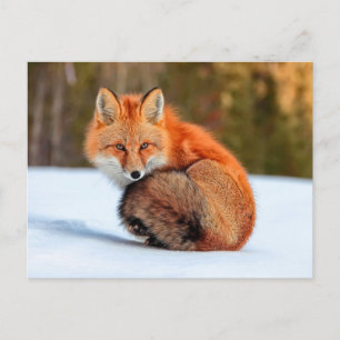 Postal Fox Rojo En Nieve   Yukón