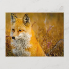 Postal Fox salvaje en el bosque