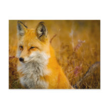 Fox salvaje en el bosque