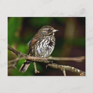 Postal Fox Sparrow
