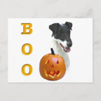 Fox Terrier Boo suave